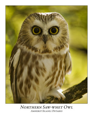 Northern Saw-Whet Owl-008