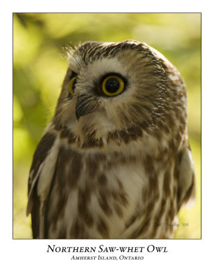 Northern Saw-Whet Owl-006