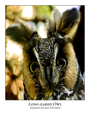 Long-eared Owl-009