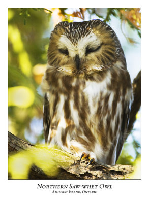 Northern Saw-whet Owl-012