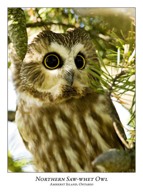 Northern Saw-whet Owl-013