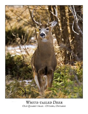 White-tailed Deer-009