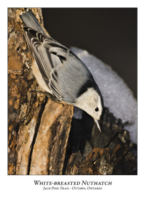 White-breasted Nuthatch-005