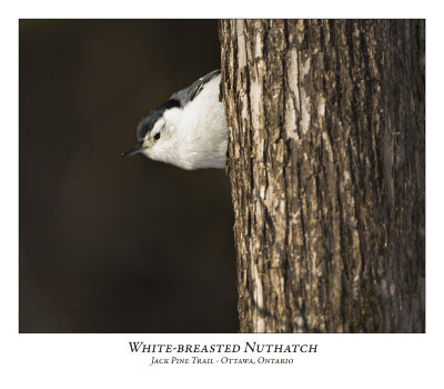 White-breasted Nuthatch-006