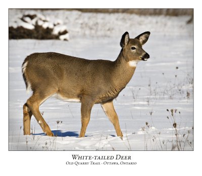 White-tailed Deer-010