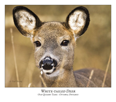 White-tailed Deer-011