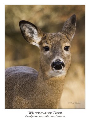 White-tailed Deer-013