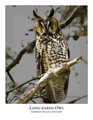 Long-eared Owl-010
