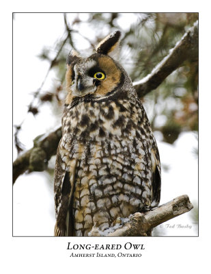 Long-eared Owl-012