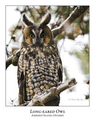 Long-eared Owl-013