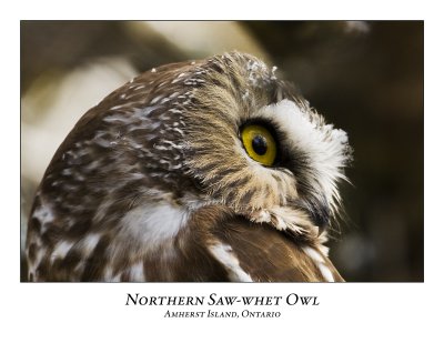 Northern Saw-whet Owl-014