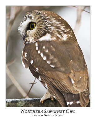 Northern Saw-whet Owl-015