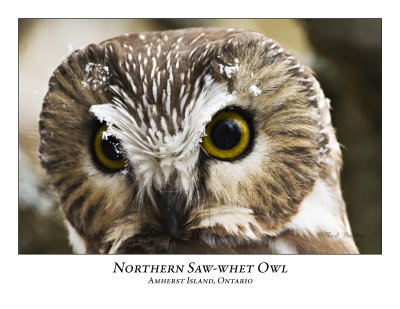 Northern Saw-whet Owl-016