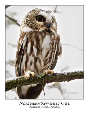 Northern Saw-whet Owl-019