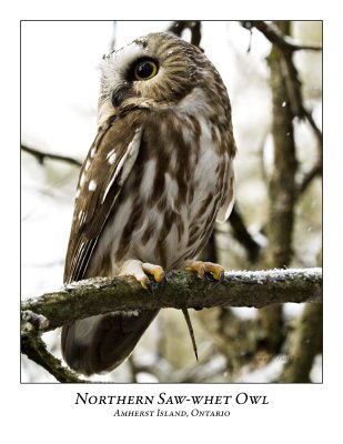 Northern Saw-whet Owl-020