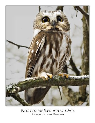 Northern Saw-whet Owl-021