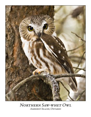 Northern Saw-whet Owl-022