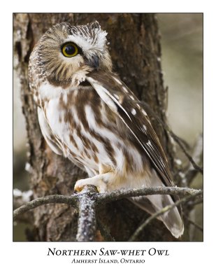 Northern Saw-whet Owl-023