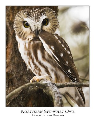 Northern Saw-whet Owl-024