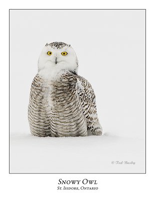 Snowy Owl-118