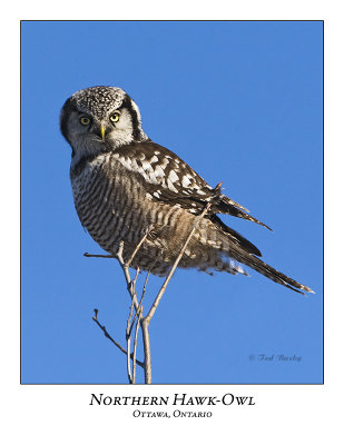 Northern Hawk-Owl-024