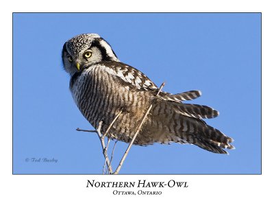 Northern Hawk-Owl-025