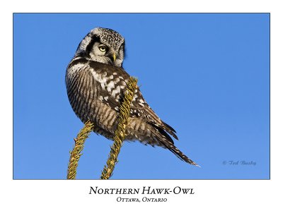 Northern Hawk-Owl-026