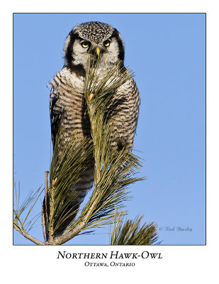 Northern Hawk-Owl-027