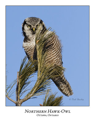 Northern Hawk-Owl-028