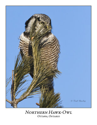 Northern Hawk-Owl-029