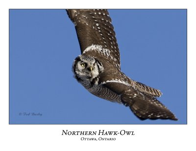 Northern Hawk-Owl-032