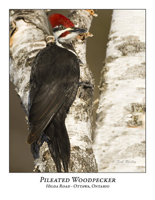 Pileated Woodpecker-016