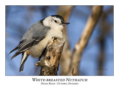 White-breasted Nuthatch-007
