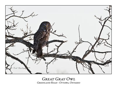 Great Gray Owl-004