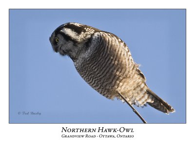 Northern Hawk-Owl-035