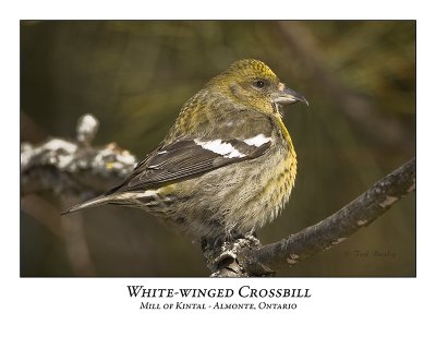 White-winged Crossbill-005