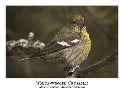White-winged Crossbill-004