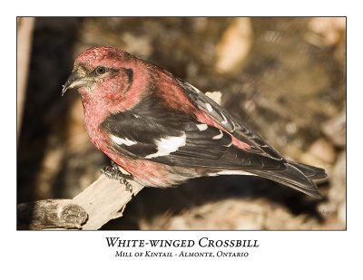 White-winged Crossbill-002