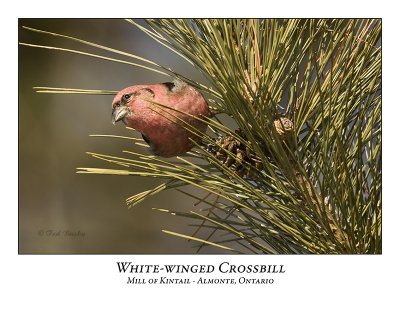 White-winged Crossbill-001