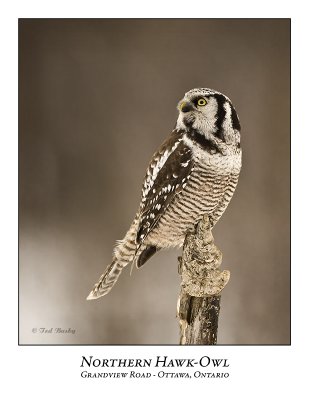 Northern Hawk-Owl-037