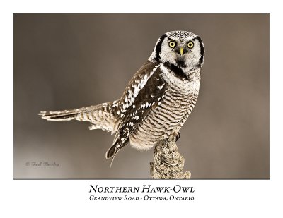 Northern Hawk-Owl-038