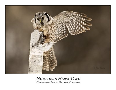 Northern Hawk-Owl-039