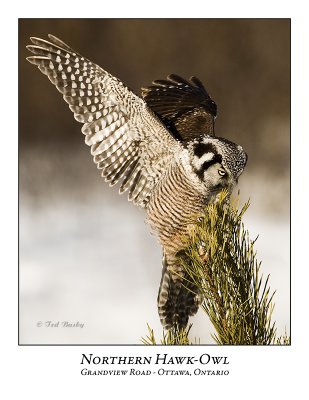 Northern Hawk-Owl-041