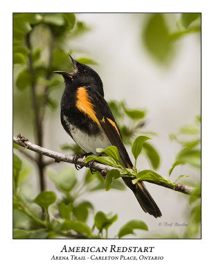 American Redstart-001