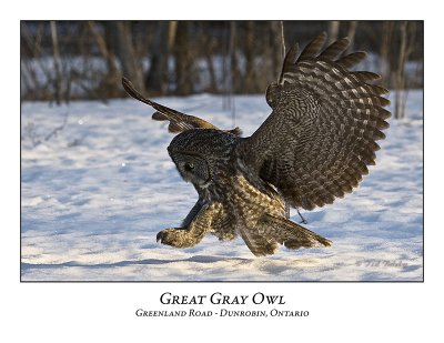 Great Gray Owl-005