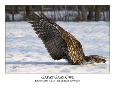 Great Gray Owl-006