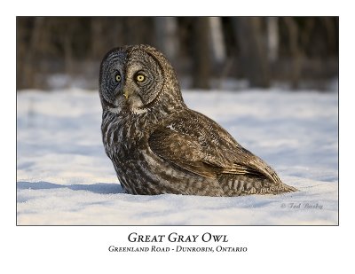 Great Gray Owl-010