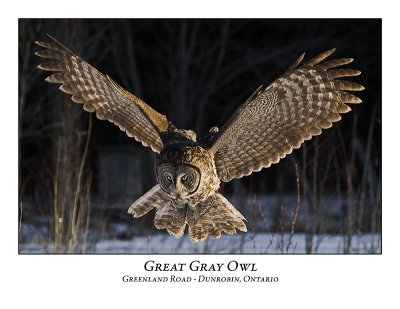 Great Gray Owl-013