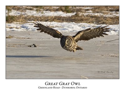 Great Gray Owl-016