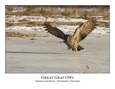Great Gray Owl-017